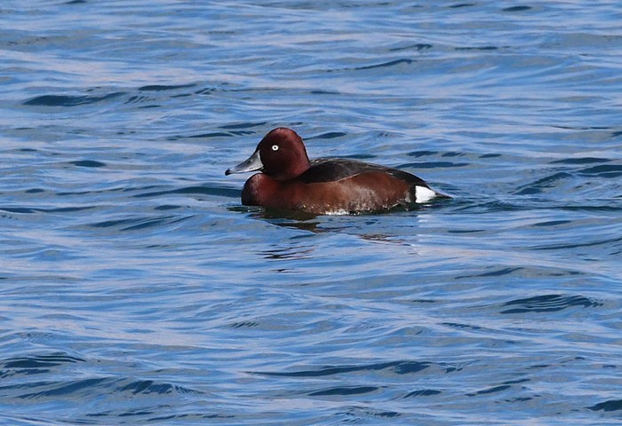 Ferruginous Duck