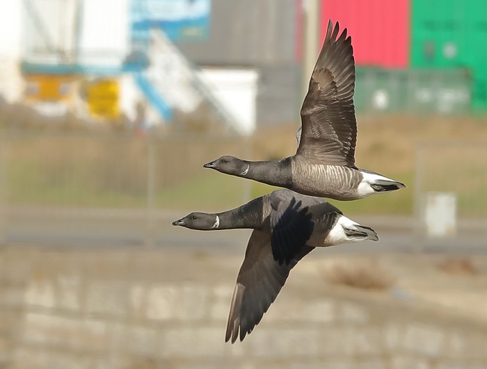 Brent Goose