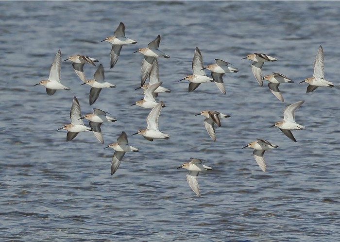 Dunlin
