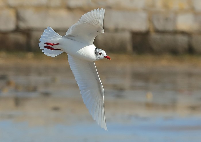 Mediterranean Gull