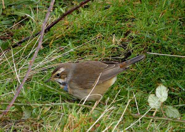 Bluethroat