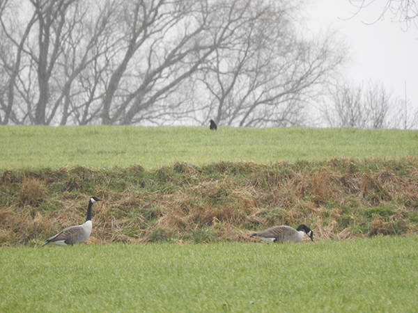 Canada Goose