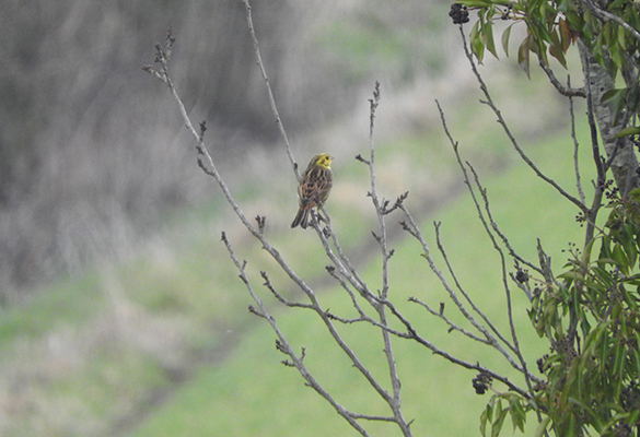 Yellowhammer