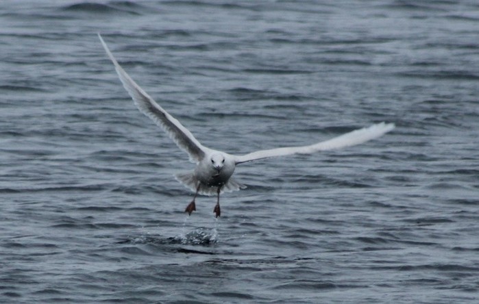Iceland Gull
