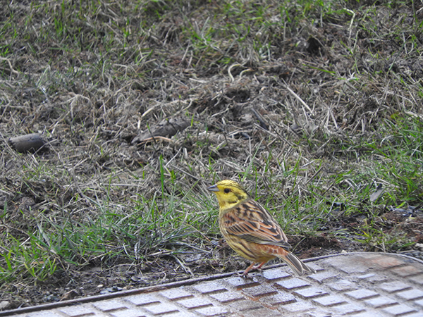 Yellowhammer
