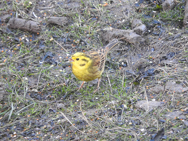 Yellowhammer