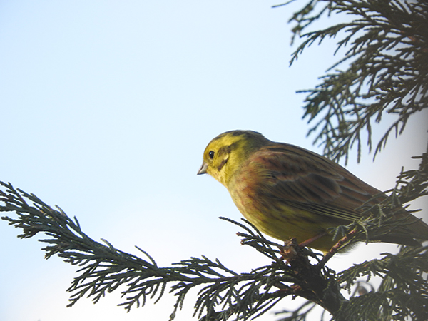 Yellowhammer