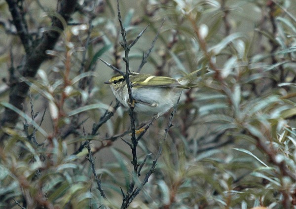 Pallas's Warbler