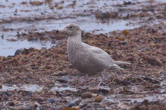 Glaucous Gull