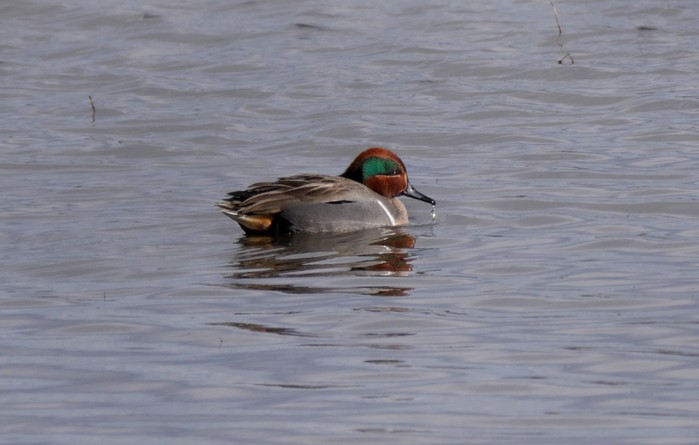 Green-winged Teal