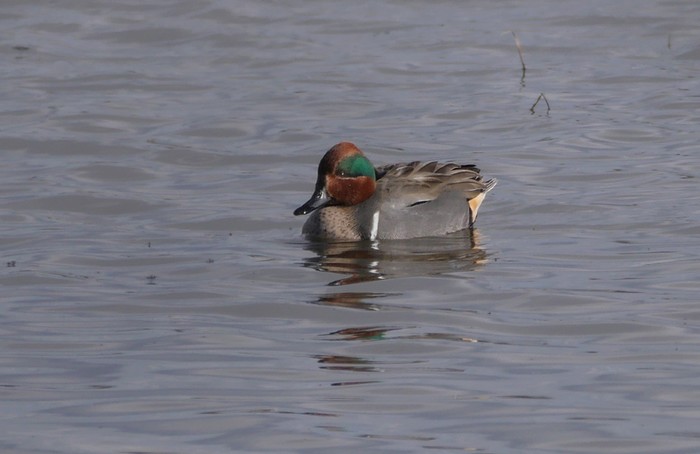 Green-winged Teal