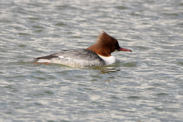 Goosander