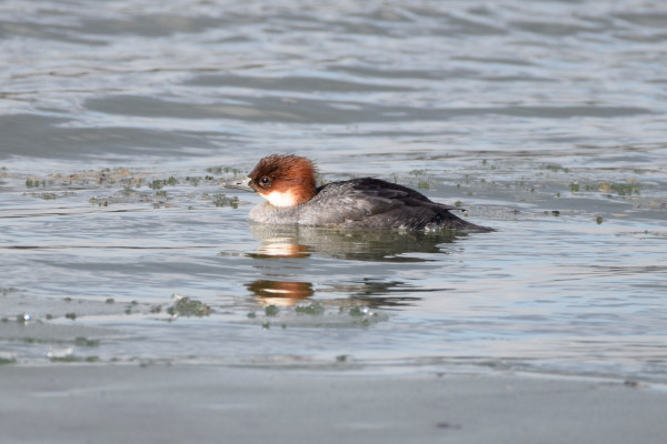 Smew