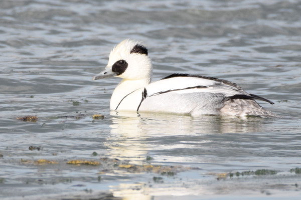 Smew