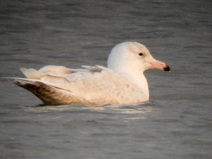 Glaucous Gull