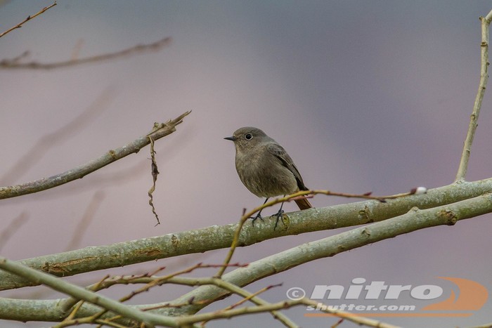 Black Redstart