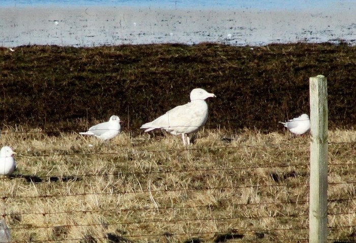 Glaucous Gull