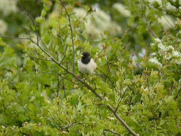 Rose-coloured Starling