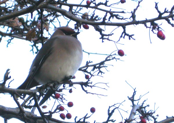 Waxwing