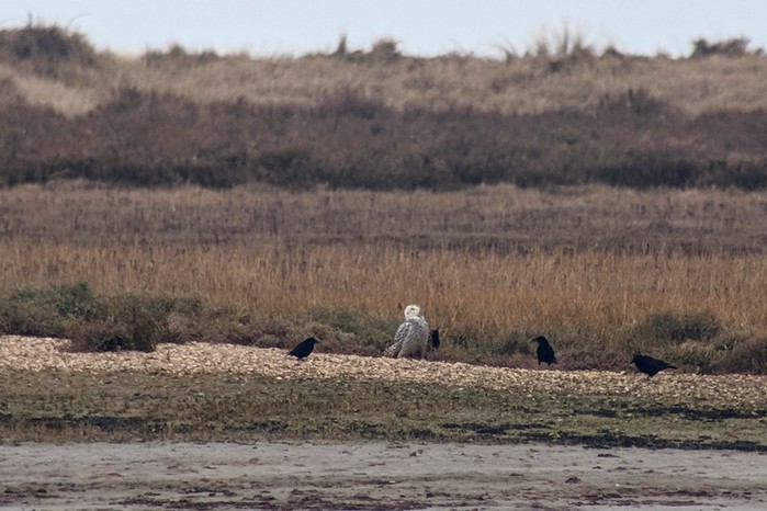 Snowy Owl