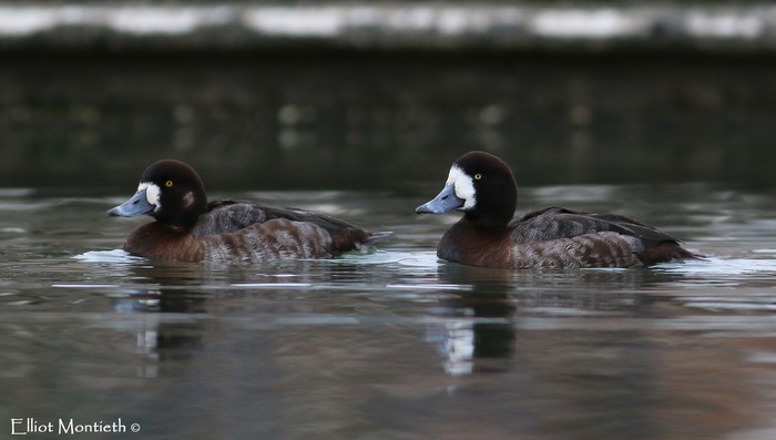 Scaup