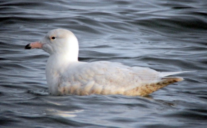 Glaucous Gull