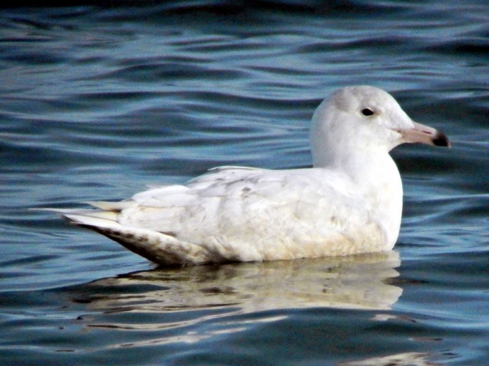 Glaucous Gull
