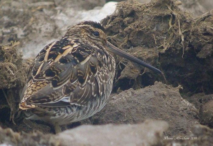 Snipe