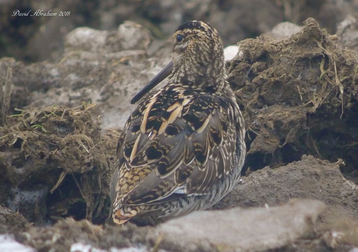 Snipe