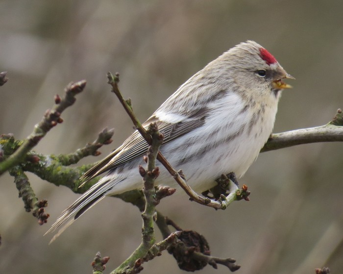 Coues's Arctic Redpoll