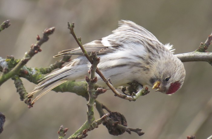 Coues's Arctic Redpoll