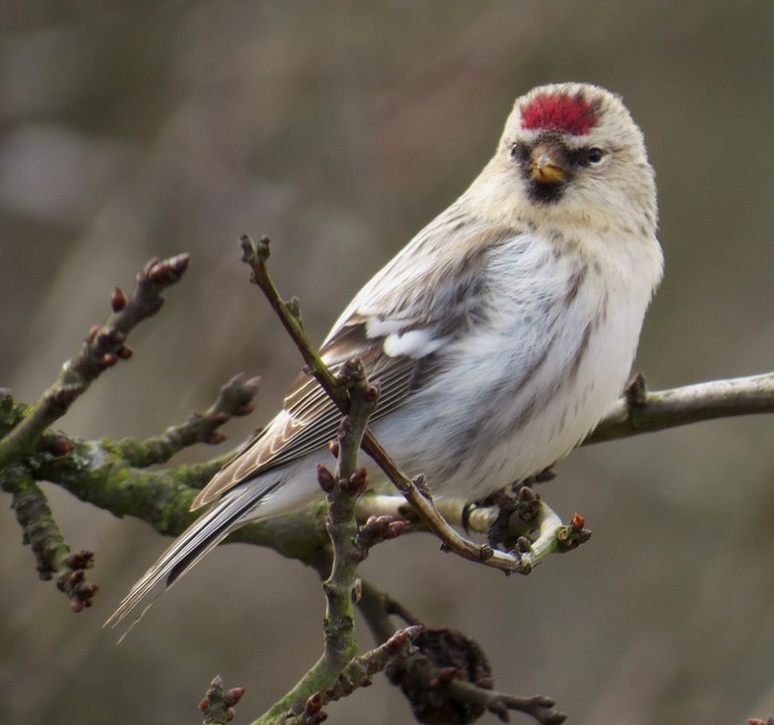 Coues's Arctic Redpoll