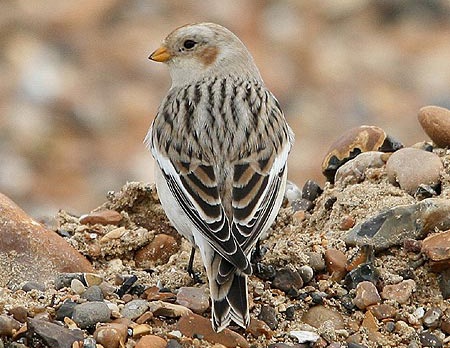 Snow Bunting