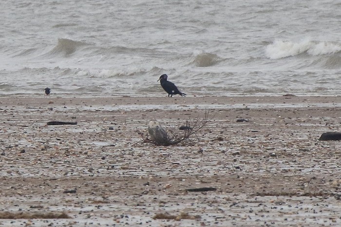 Snowy Owl