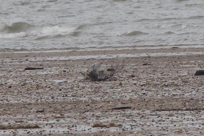 Snowy Owl