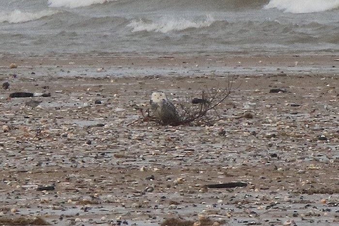 Snowy Owl