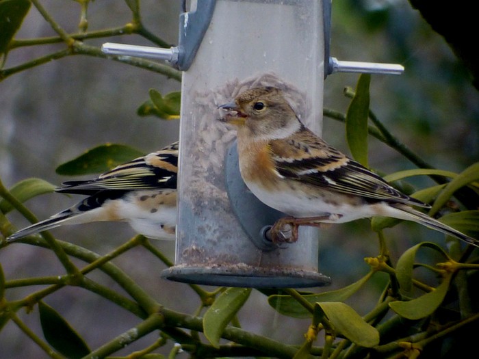 Brambling
