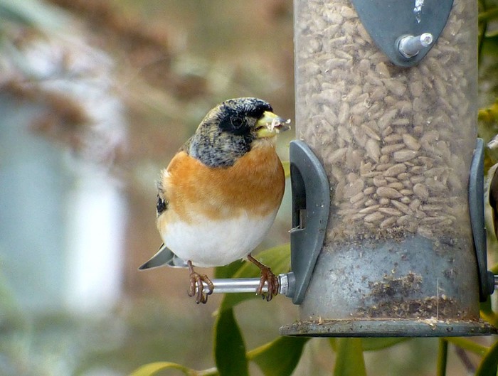 Brambling
