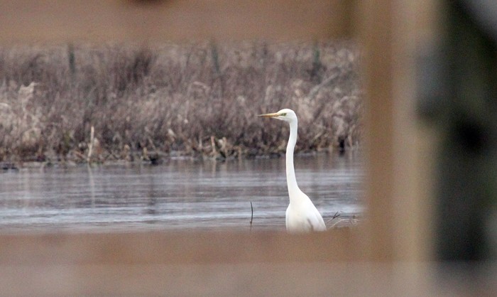 Great White Egret