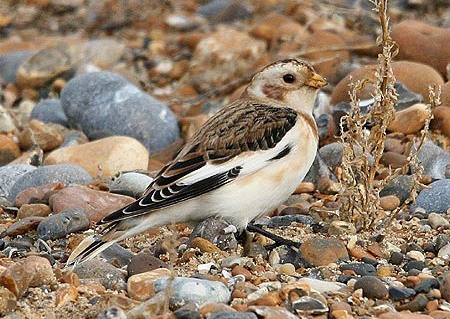 Snow Bunting