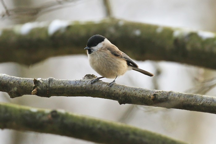 Marsh Tit