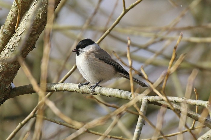 Marsh Tit