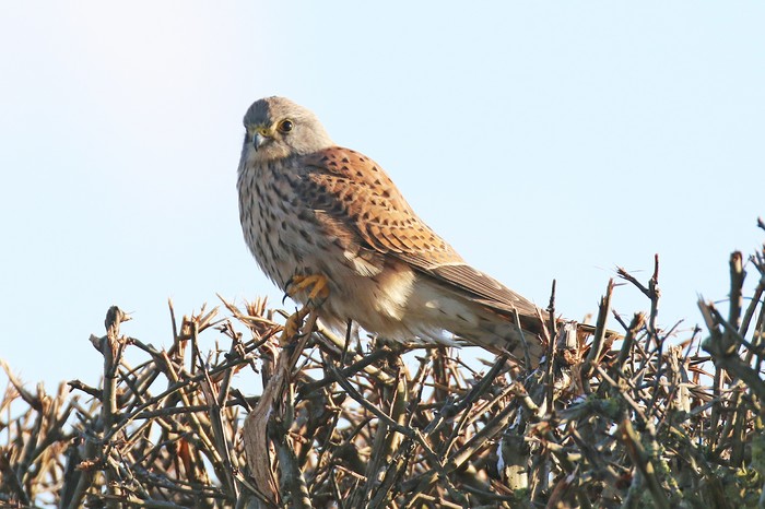 Kestrel