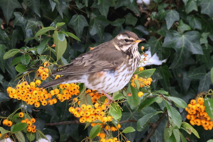 Redwing