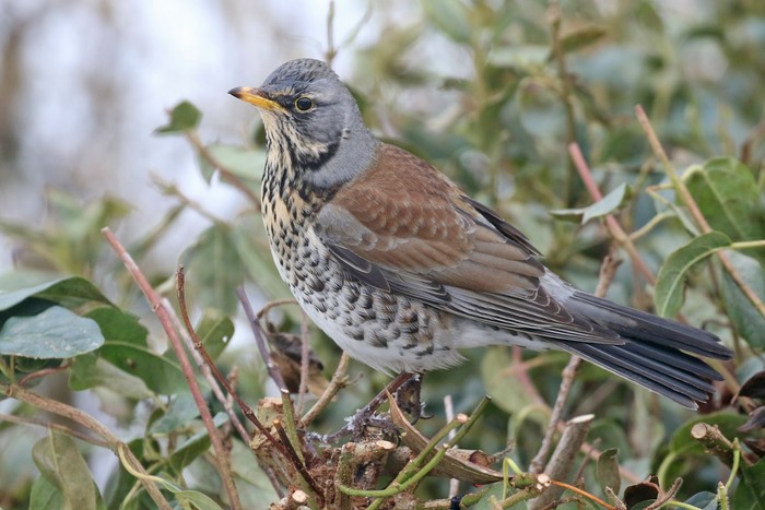 Fieldfare