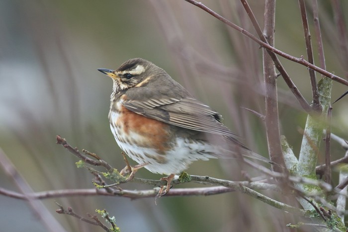 Redwing
