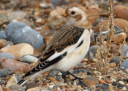 Snow Bunting