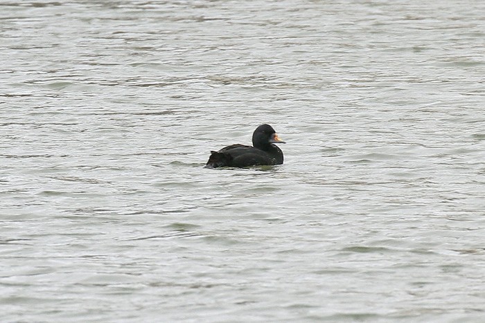 Common Scoter