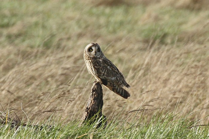 Short-eared Owl