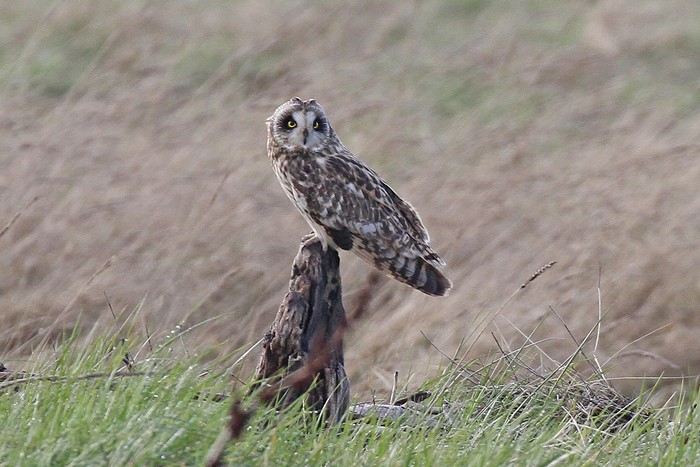 Short-eared Owl